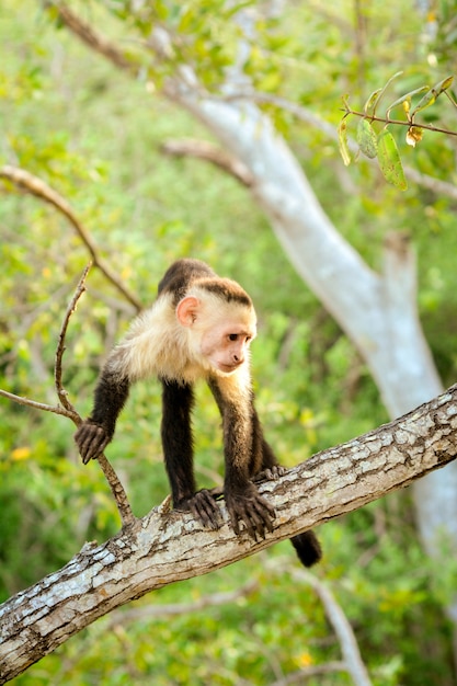 コスタリカの白い顔猿 プレミアム写真