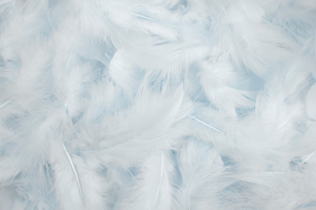 White feather background. | Premium Photo