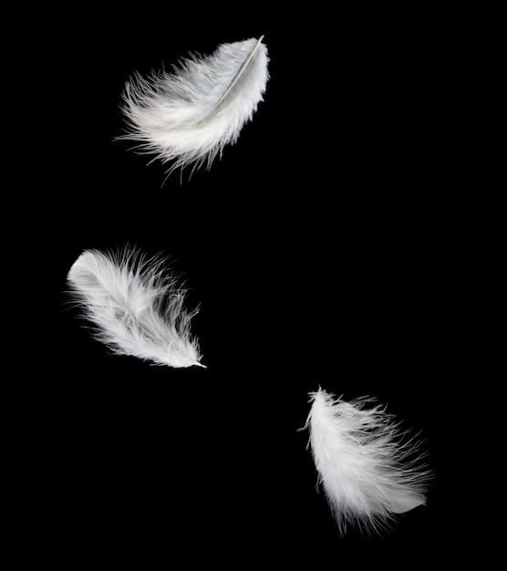 Premium Photo | White feather falling in the dark.