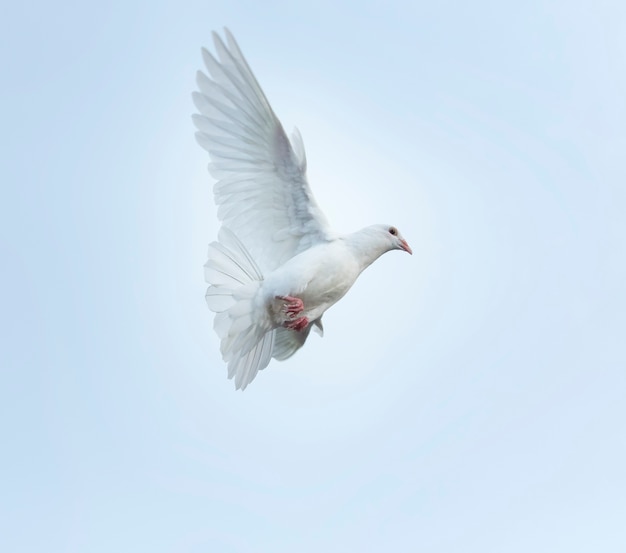 白い羽根の鳩の鳥の飛行中空 プレミアム写真