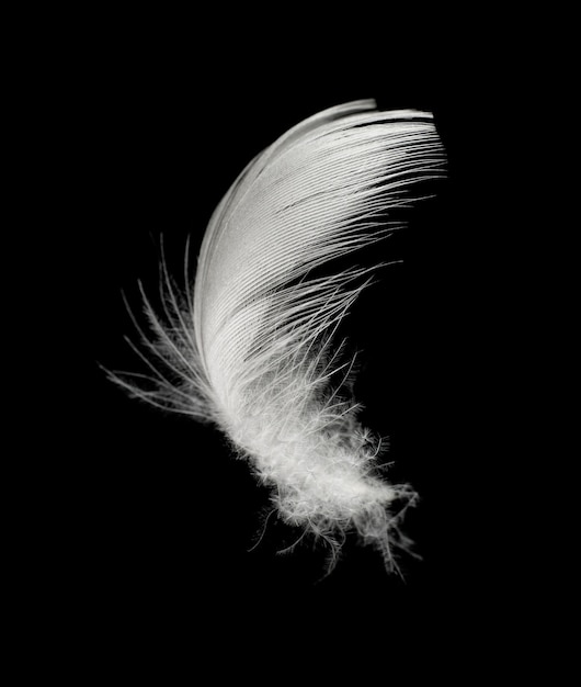 白い羽は黒の背景に プレミアム写真