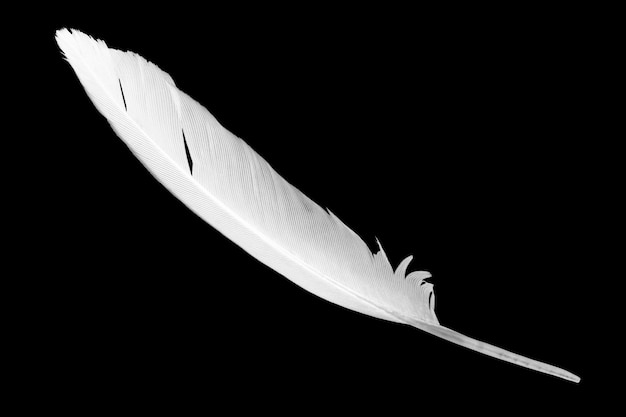 白い羽は黒の背景に プレミアム写真