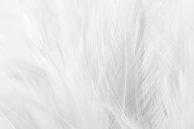 White feather texture as backgrounds. | Premium Photo