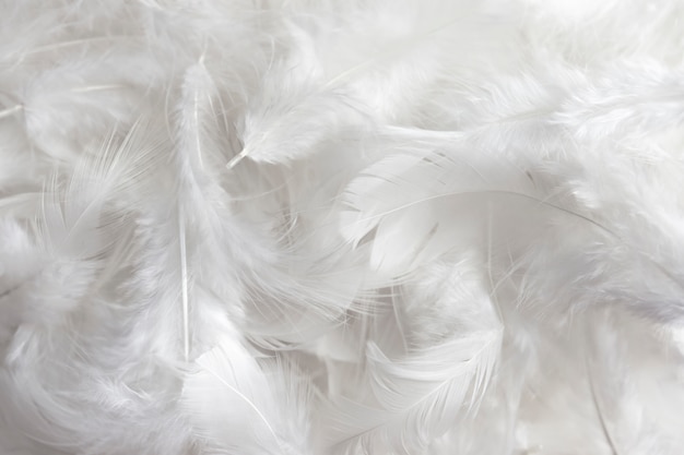 白い羽のテクスチャ背景 プレミアム写真