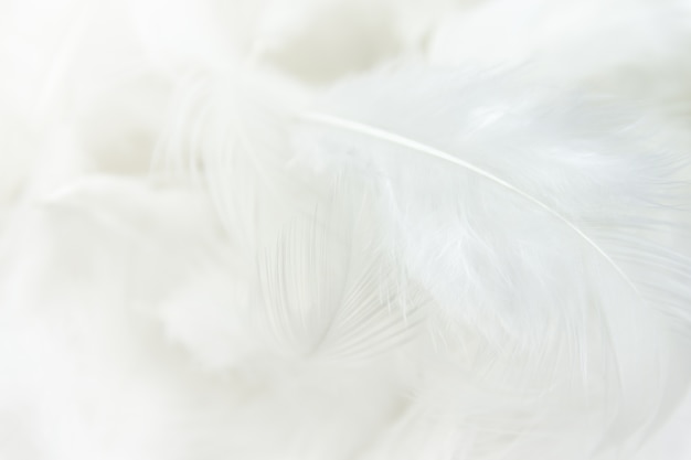 白い羽のテクスチャの背景 プレミアム写真