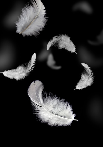 [Image: white-feathers-falling-dark_36860-196.jpg]