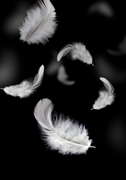 白い羽が暗闇の中で落ちる プレミアム写真