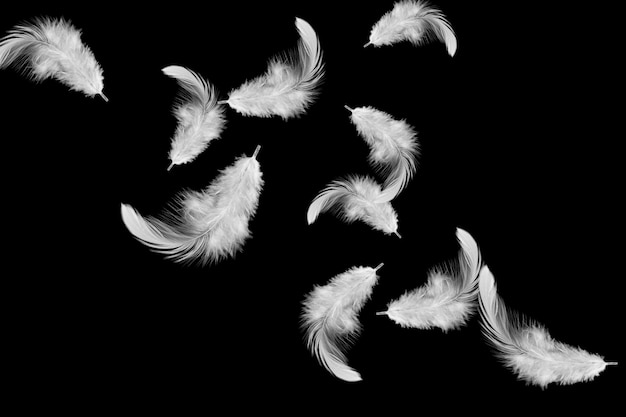 Premium Photo | White feathers flying in the dark. isolated on black ...