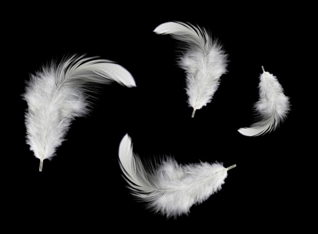 Premium Photo White Feathers Isolated On Black Background