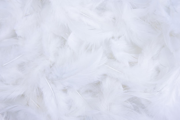 白い羽のテクスチャの背景 プレミアム写真