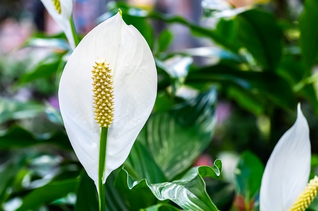 Premium Photo | White flamingo flowers, anthurium or laceleaf are ...