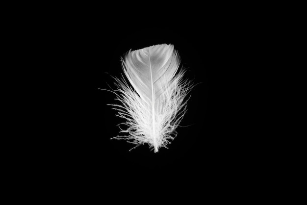 Premium Photo | White floating feather isolated on a black background.