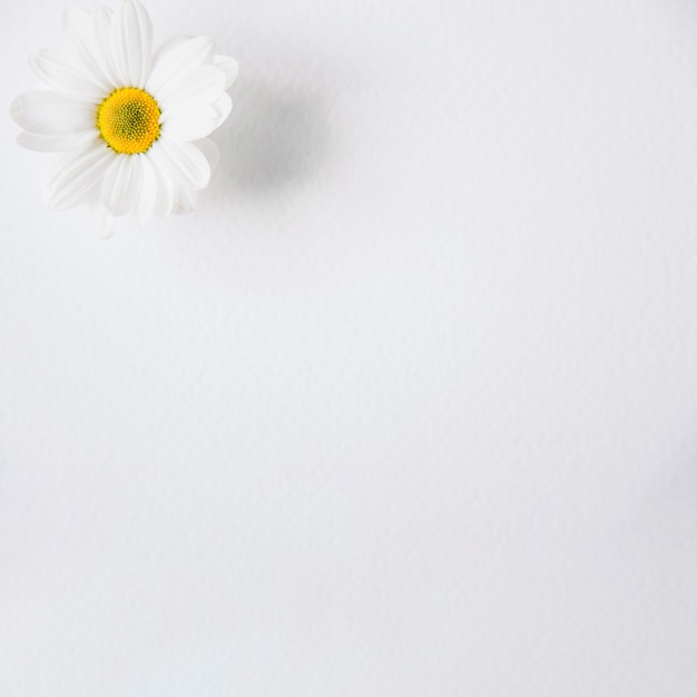 Free Photo | White floral background
