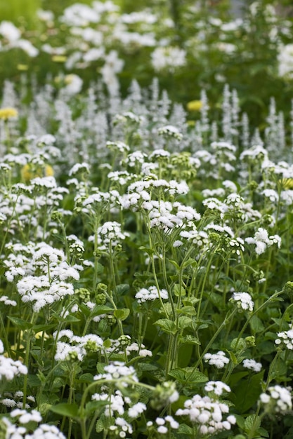 Premium Photo White Floss Flowers Or Ageratum Houstonianum In Summer