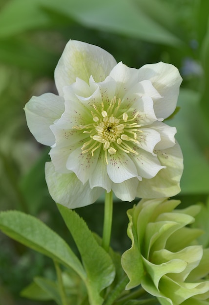 Premium Photo | White flowers of hellebores. evergreen perennial ...