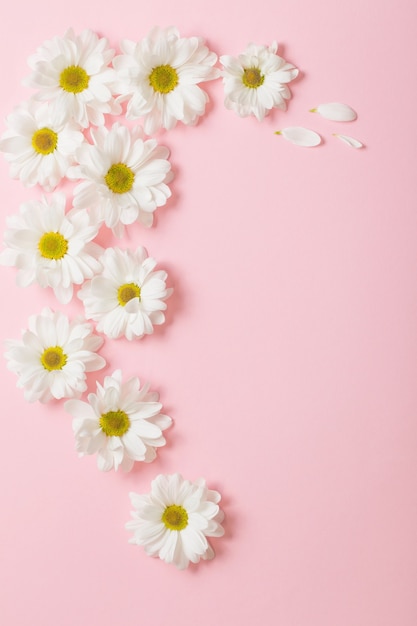 Premium Photo White Flowers On Light Pink Background