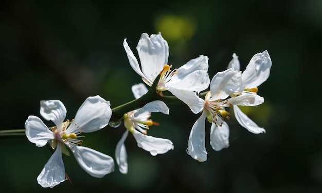 カラタチ カラタチ カラタチの白い花は ダイダイ ハーディオレンジ チャイニーズビターオレンジとも呼ばれます プレミアム写真