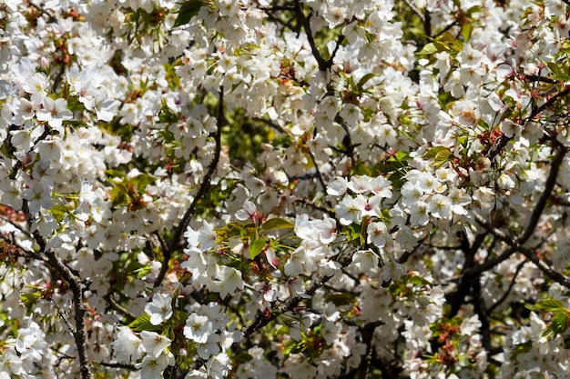 庭の木に白い花 自然な花の背景 さくらが咲く 5月 6月 果樹が咲く プレミアム写真