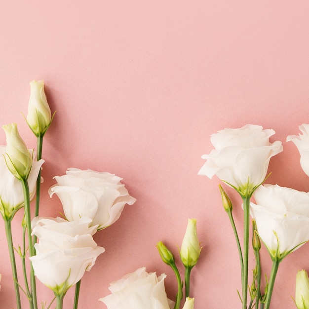 Premium Photo | White flowers on pink background