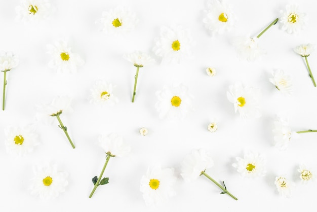 Free Photo | White flowers on plain background