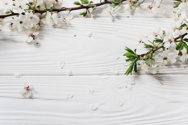 Premium Photo | White flowers on white background