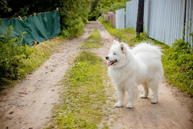 walk in dog grooming