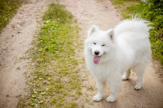 Premium Photo | White fluffy cute samoyed tongue dog in the park path ...