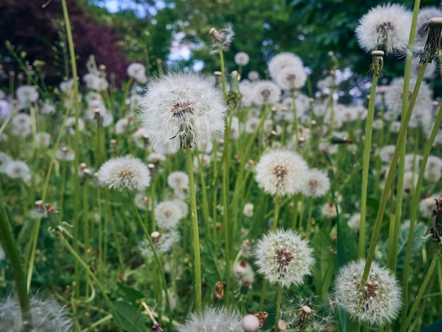 Premium Photo | White fluffy dandelions in bloom.