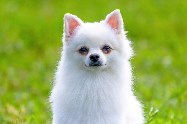 Порода белых пушистых собак фото с названиями