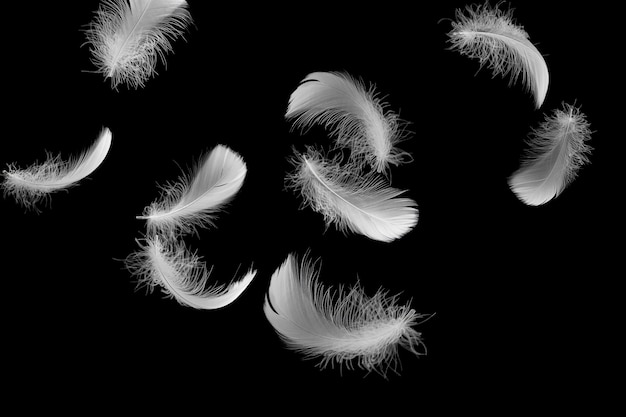 Premium Photo | White fluffy feathers falling on black background