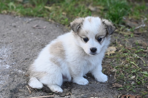 斑点のある白いふわふわの子犬は 芝生の中を外を歩きます プレミアム写真