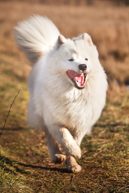 Premium Photo | White fluffy samoyed dog puppy is running outside