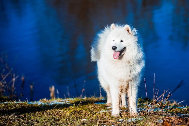乾いた草の春の自然の池の川の近くの公園で白いふわふわサモエド犬の子犬が歩いています プレミアム写真
