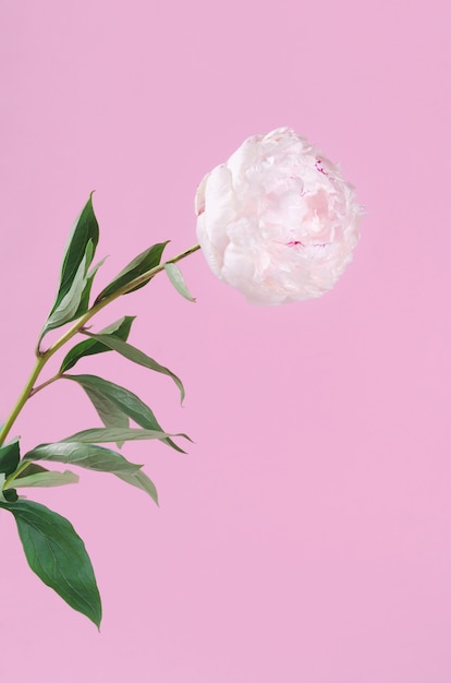 ピンクの背景に白の新鮮なふわふわ牡丹の花 プレミアム写真