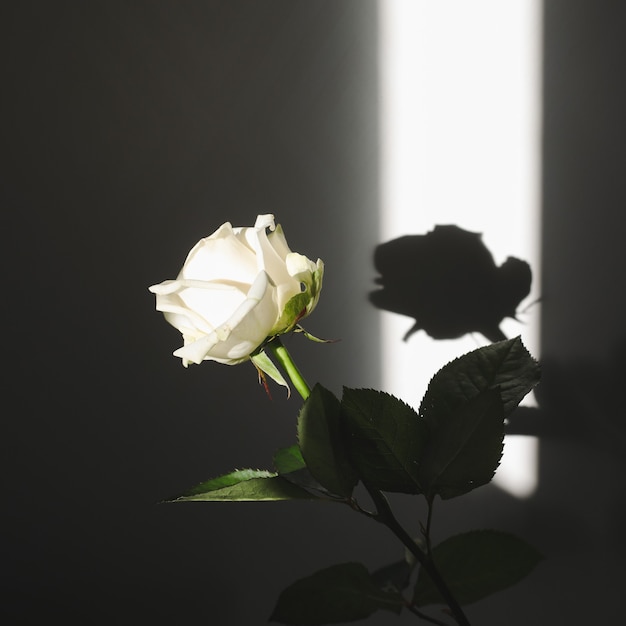 Premium Photo White Fresh Rose And Shadows On The Wall Silhouette In Sunlight Minimal Interior Decoration Concept