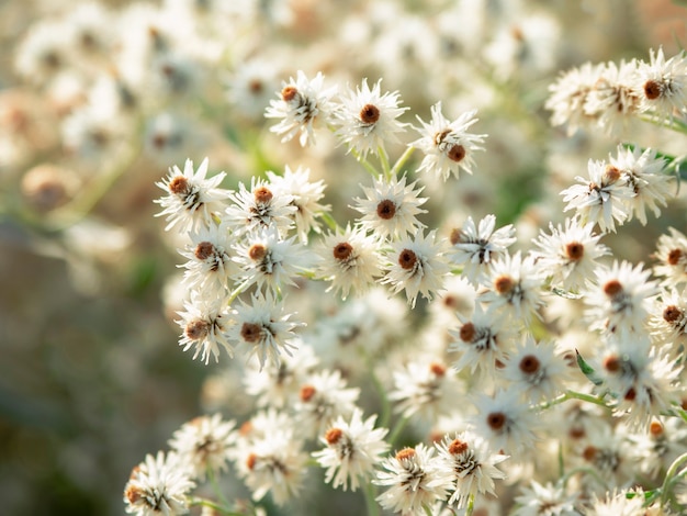 白いファジー野花 Anaphalis Margaritacea 西部の真珠のような永遠の北米種の顕花多年生植物 プレミアム写真