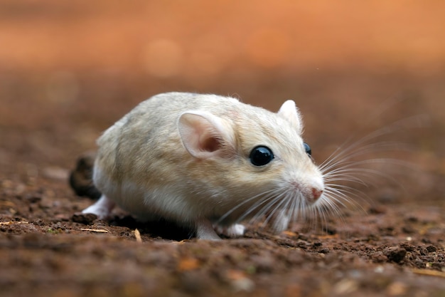 Premium Photo | White gerbil in the field