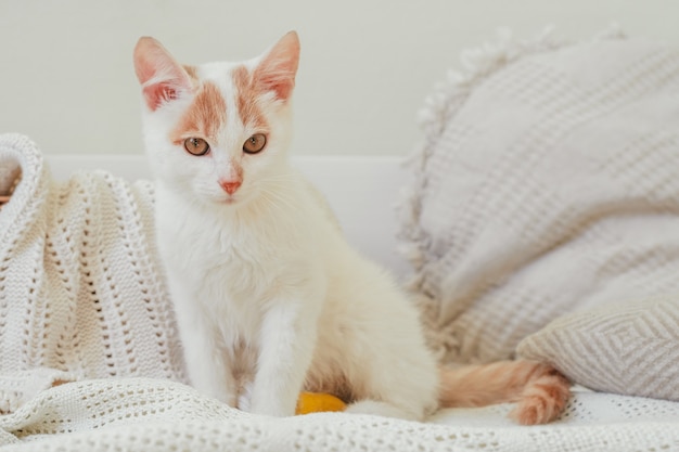 Cat with bandaged foot