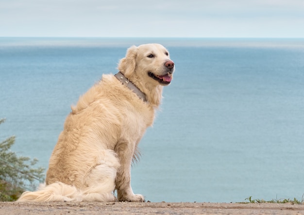 Premium Photo White Golden Labrador Retriever Dog On The Beach