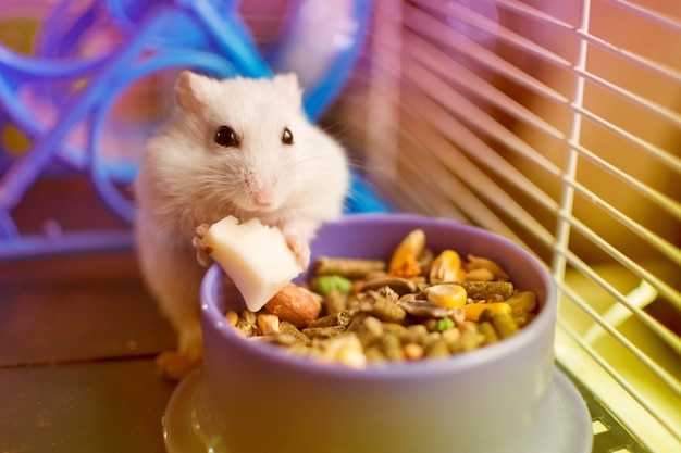 Premium Photo White Hamster Eating A Piece Of Cheese From His Food Plate