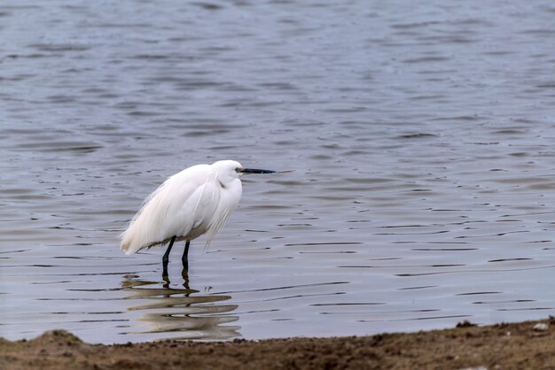 Premium Photo | White heron on the lake