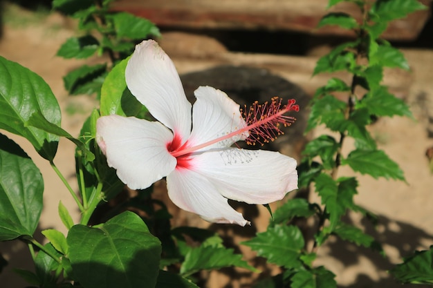 日光の下で白いハイビスカスamottianus花 プレミアム写真