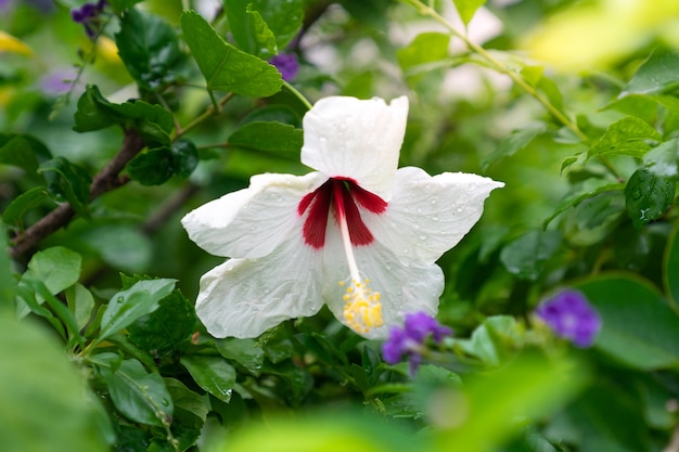 白いハイビスカス 中国のバラの花 プレミアム写真