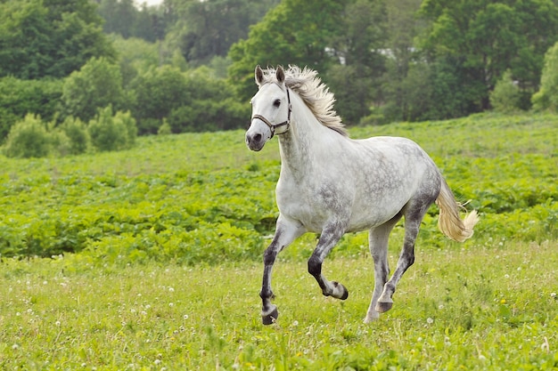 Premium Photo | White horse run gallop on green meadow in summer day ...