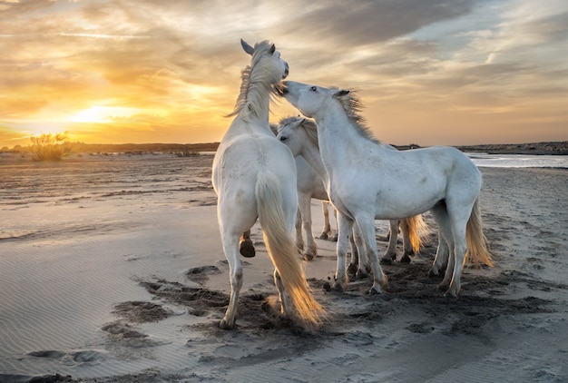 Premium Photo | White horses in the beach