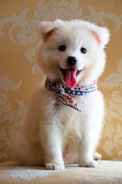 Premium Photo White Japanese Spitz Dog Portait