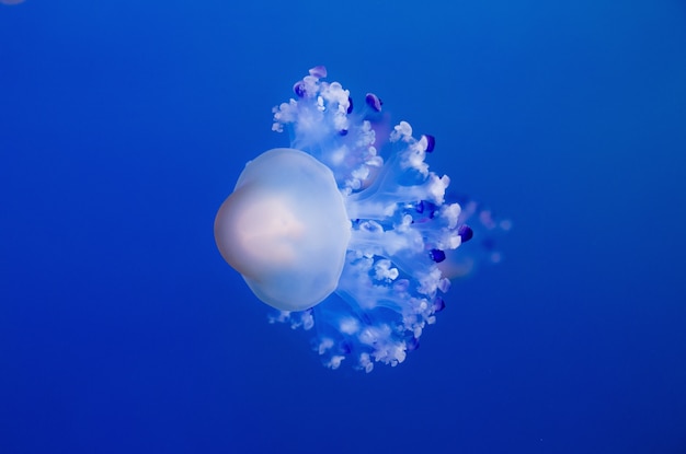 Premium Photo | White jellyfish on blue background