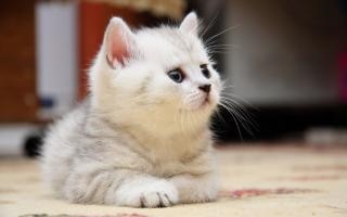 白い子猫かわいい 無料の写真