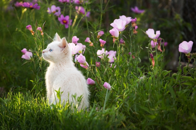 Premium Photo | White kitten in flower garden