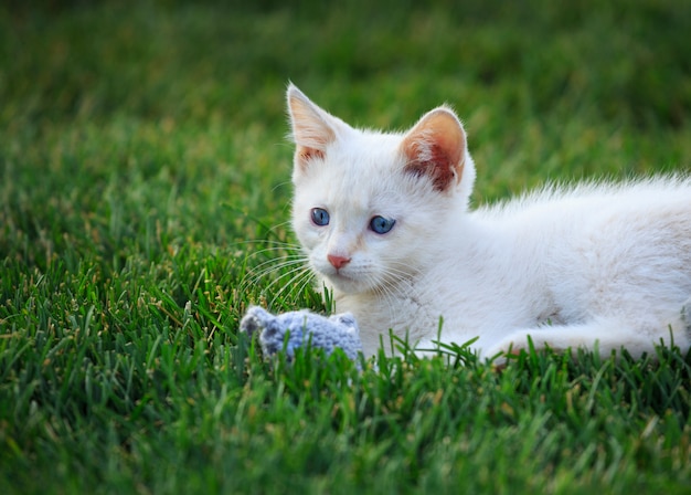 おもちゃのマウスと白い子猫 プレミアム写真